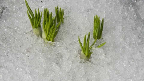 Spring, melting snow Stock Footage 186771677