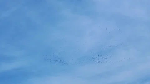 Spring migration of the Cranes Vídeos de archivo 305868164