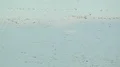 Spring Migration, Geese, Swans, Cranes 4k or 4k+ Resolution