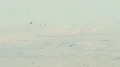 Spring Migration, Geese, Swans, Cranes 4k or 4k+ Resolution