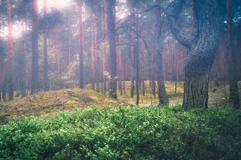 Spring misty forest Stock Photos