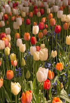 Spring Mixed Colors of Tulips in full bloom 写真素材