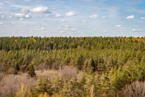 Spring mixed forest against the background of blue sky with clouds, natural b Stock Photos