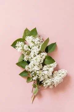 Spring mock up, flat lay. White flowers lilac on pink background. Decorative  Stock Photos