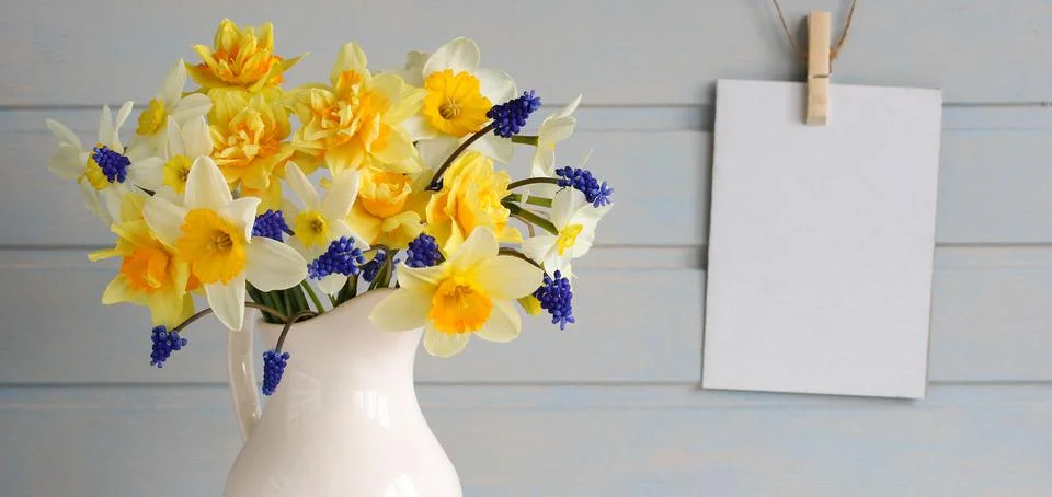 Spring mockup, an empty paper postcard on a white board wall and daffodils. card Foto stock