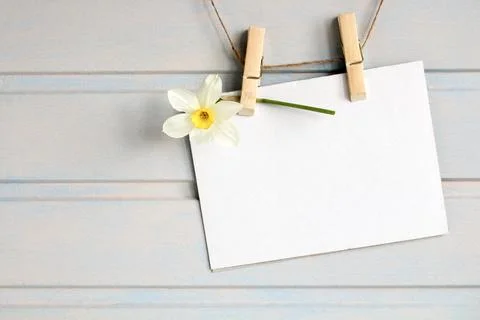 Spring mockup, an empty paper postcard on a white board wall and daffodils. card Stock Photos