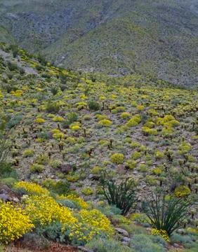 Spring in mojave desert Stock Photos