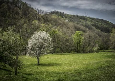 Spring on Mokra Gora Stock Photos