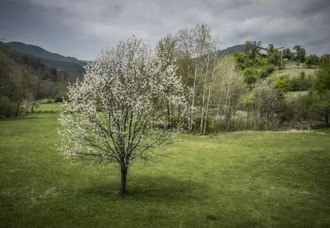Spring on Mokra Gora Stock Photos