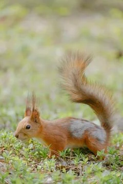 Spring molting of squirrels Stock Photos