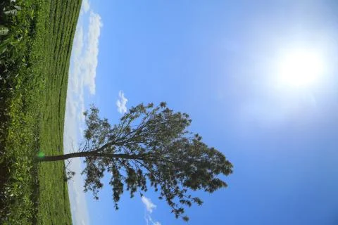 Spring Moment of A Tree Under Clear Blue Sky and Sunlight in A Tea Plantation Stock Photos
