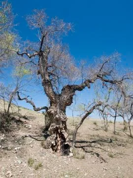 Spring in Mongolian desert with solitaire tree Stock Photos