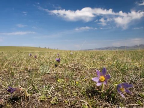 Spring in the mongolian steppe Stock Photos