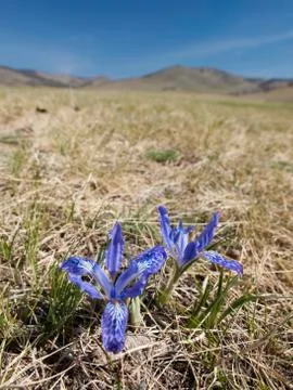 Spring in the Mongolian steppe with purple Iris flowers Stock Photos