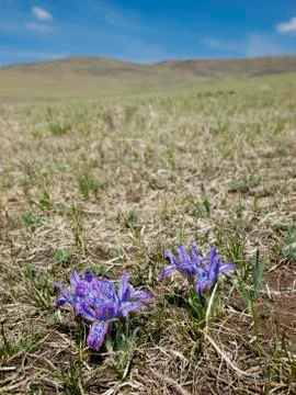 Spring in the Mongolian steppe with purple Iris flowers Stock Photos