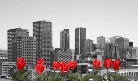 Spring in Montreal Stock Photos