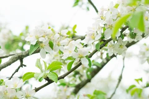 Spring mood background in light green and yellow shades, warm colors. Home Stock-Fotos