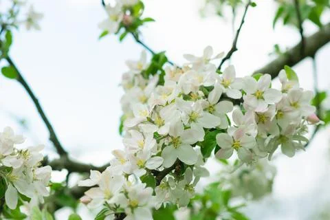 Spring mood background in light green and yellow shades, warm colors. Home Stock-Fotos