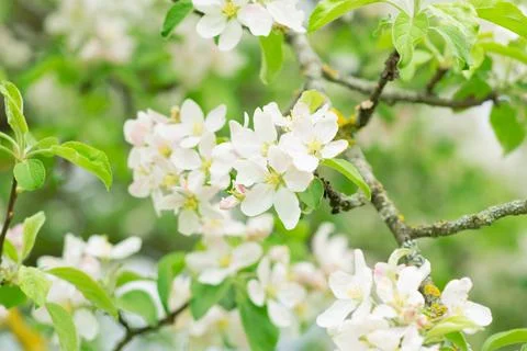 Spring mood background in light green and yellow shades, warm colors. Home Stock-Fotos