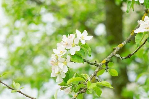 Spring mood background in light green and yellow shades, warm colors. Home Stock Photos
