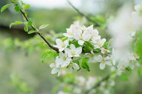 Spring mood background in light green and yellow shades, warm colors. Home Stock Photos