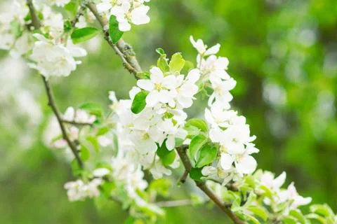 Spring mood background in light green and yellow shades, warm colors. Home Stock-Fotos