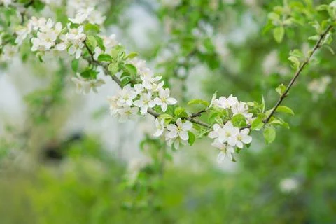 Spring mood background in light green and yellow shades, warm colors. Home Stock-Fotos