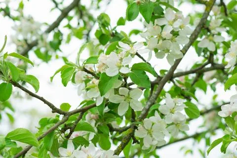 Spring mood background in light green and yellow shades, warm colors. Home Stock Photos