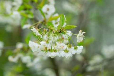 Spring mood background in light green and yellow shades, warm colors. Home Stock-Fotos
