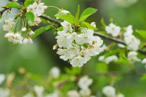 Spring mood background in light green and yellow shades, warm colors. Home Stock Photos