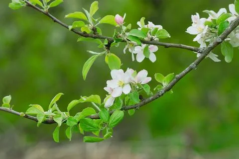 Spring mood background in light green and yellow shades, warm colors. Home Stock Photos