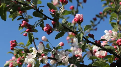 Spring mood, blooming apple tree. Stock Footage 67635686