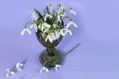 Spring mood: a bouquet of snowdrops in a green glass on a pastel background.. Stock Photos