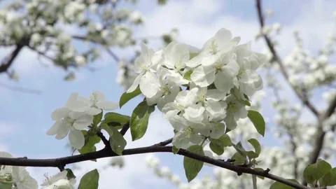 Spring mood concept. Flower Garden as symbol of life renovation Stock Footage 71736954