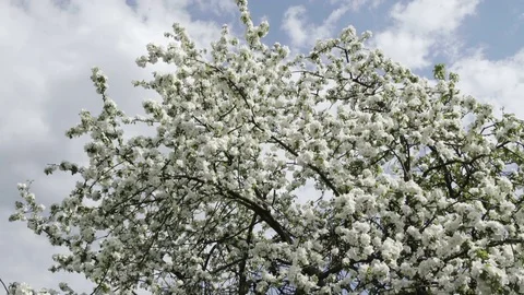 Spring mood concept. Flower Garden as symbol of life renovation Stock-Footage 71737580