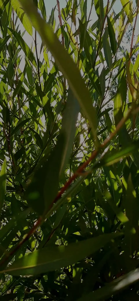 Spring mood Stock Footage 231109974