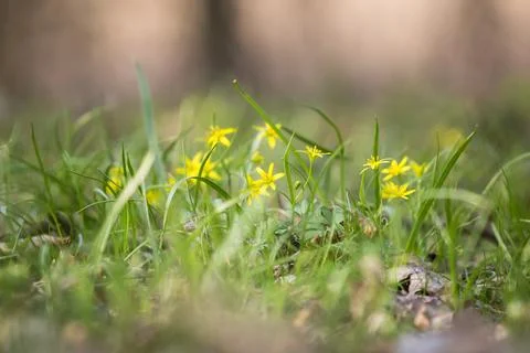 Spring mood Stock Photos