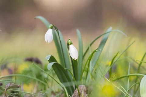 Spring mood  Stock Photos