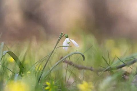 Spring mood Stock Photos