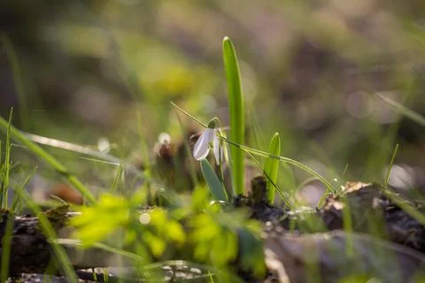 Spring mood Stock Photos