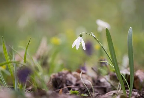 Spring mood Stock Photos