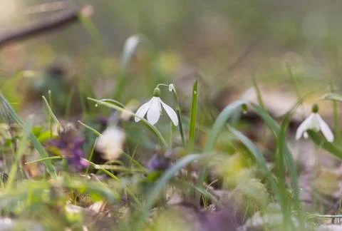 Spring mood Stock Photos