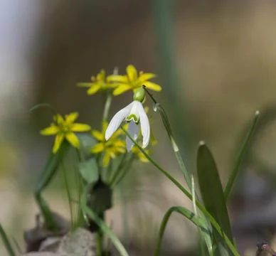 Spring mood Stock Photos