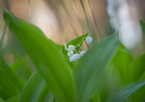 Spring mood Stock Photos