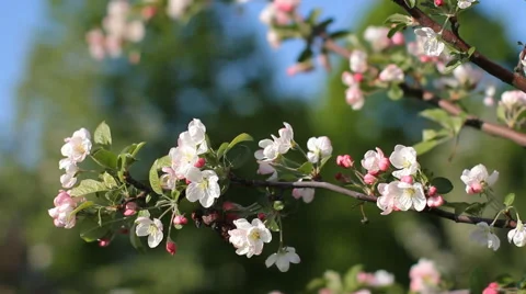 Spring mood. Spring, a sunny day, a flourishing garden. Stock Footage 67635742