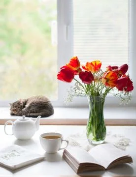 Spring mood. Time rest and tea, red tulips in a glass vase. Cat sleeping curled Stock Photos