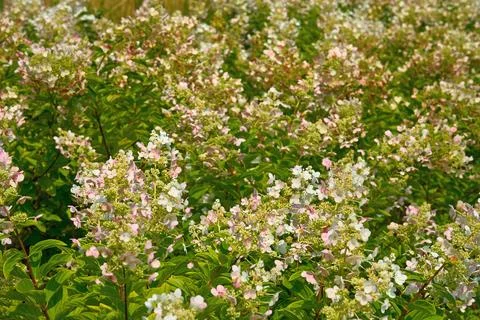 Spring mood.Decorative shrub Hydrangea Paniculata for decorating parks Stock Photos