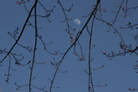 Spring Moon Stock Photos