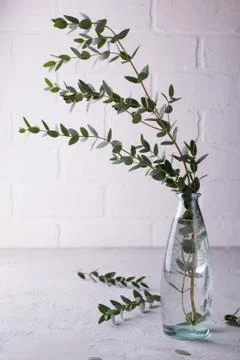 Spring with morden herbal branches of eucalyptus in glass vase Stock Photos
