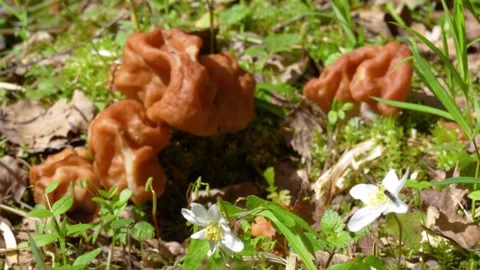 Spring morel mushrooms in the forest Video stock 308469464